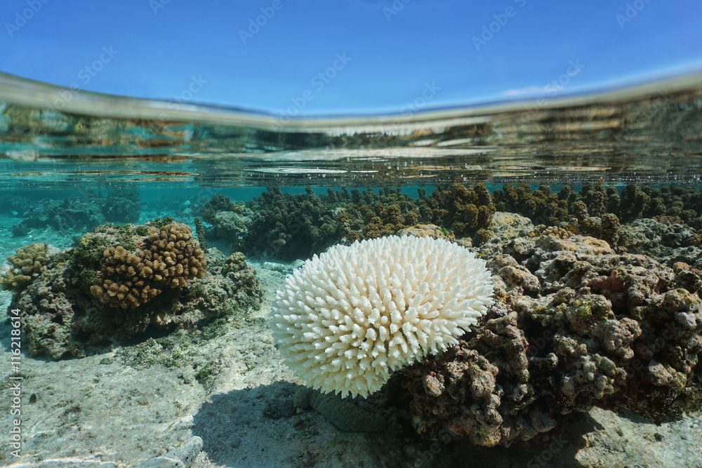 Obraz premium Wyblakły koral Acropora w płytkiej wodzie ze względu na El Nino, Ocean Spokojny, Polinezja Francuska