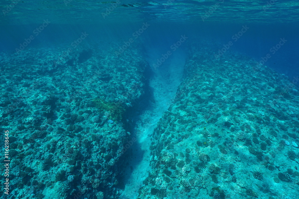 Underwater landscape, barrier reef slope with corals on the ocean floor, Pacific ocean, French Polynesia