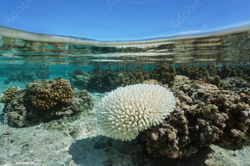 Bleached Acropora coral in shallow water, due to El Nino, Pacific ocean, French Polynesia