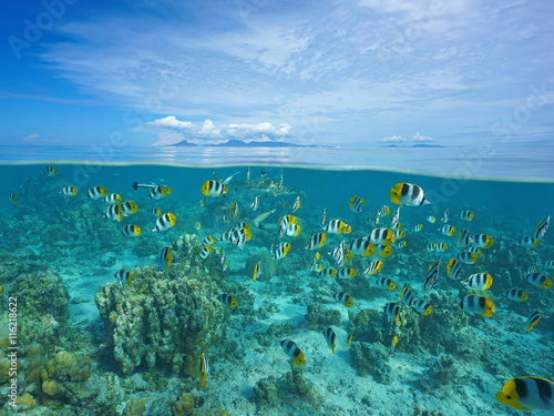 Above and below sea surface with Raiatea and Tahaa islands at the horizon and a shoal of tropical fish with shark underwater, Pacific ocean, French Polynesia photo