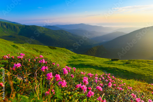 Rhododendron in summer mountains © denis_333