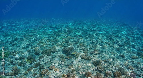 Fototapeta Naklejka Na Ścianę i Meble -  Underwater scenery, corals on the ocean floor on the upper fore reef slope, Huahine, Pacific ocean, French Polynesia