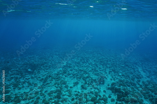 Underwater scenery, ocean floor on the outer reef slope, Pacific ocean, French Polynesia © dam