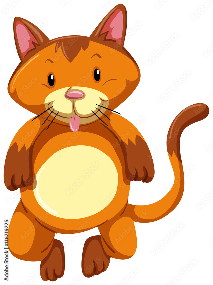 Cute cat with brown fur Cute cat with brown fur