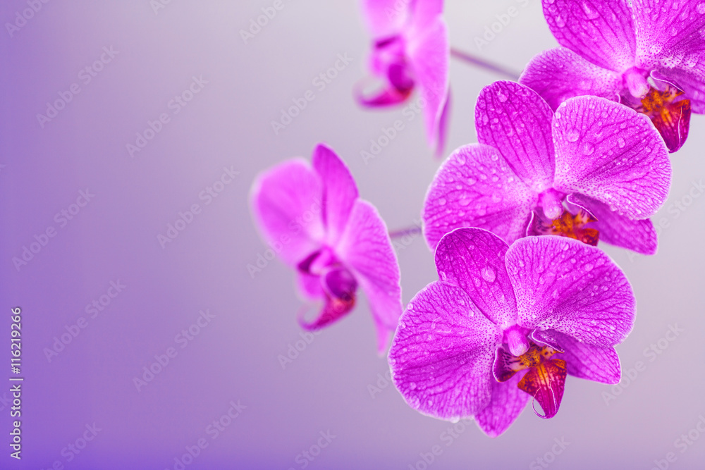 White orchid flower with drops on a wooden background, closeup White orchid flower with drops on a wooden background, closeup