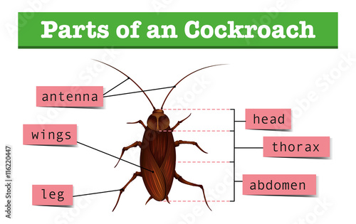 Diagram showing parts of cockroach