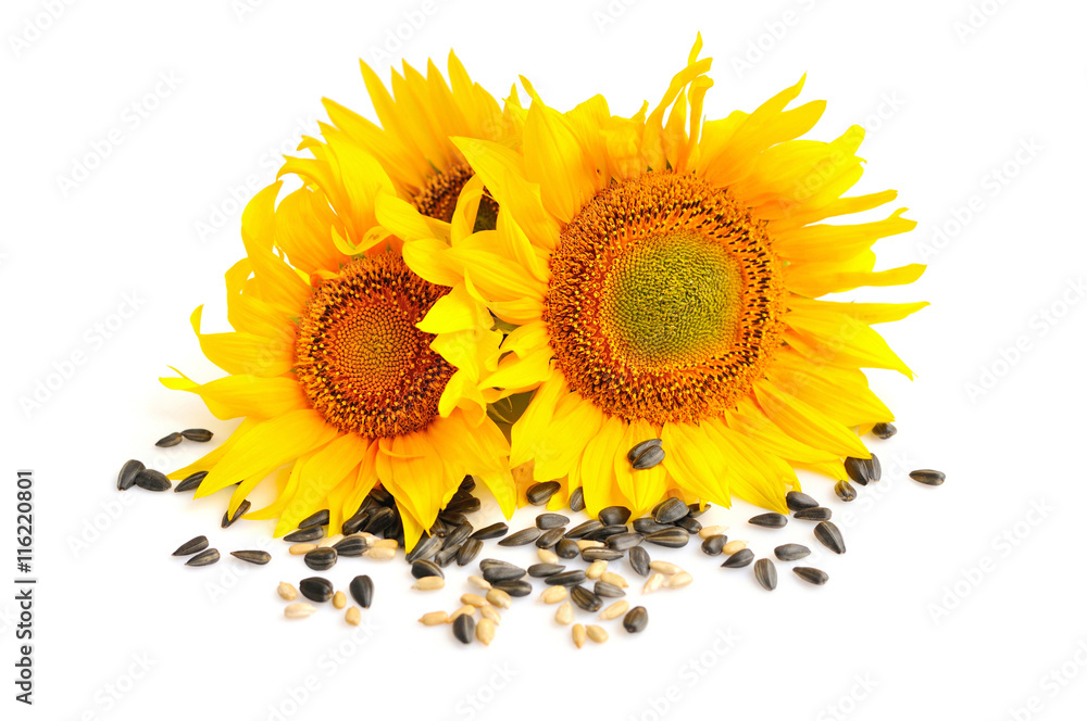 Obraz premium Yellow sunflowers and sunflower seeds on a white background