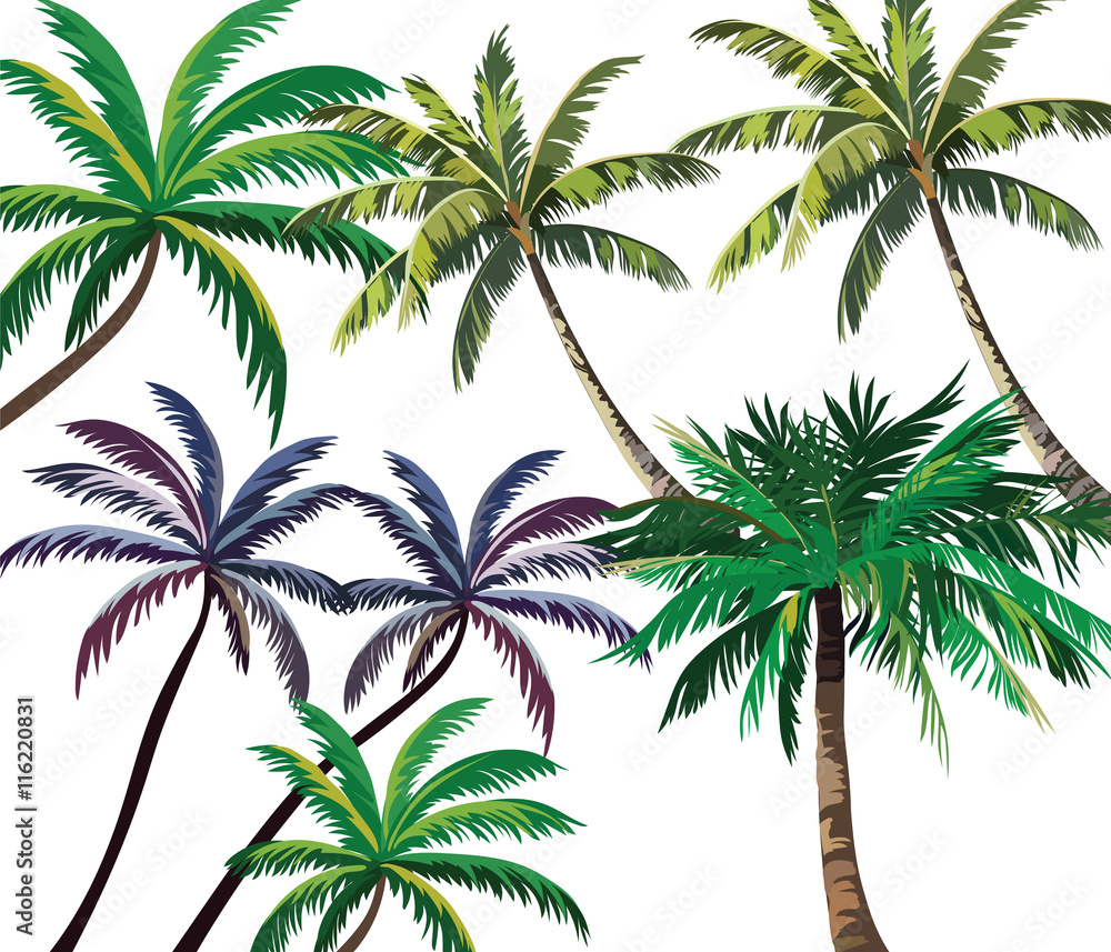 Set of Tropical Palm Trees. Vector collection