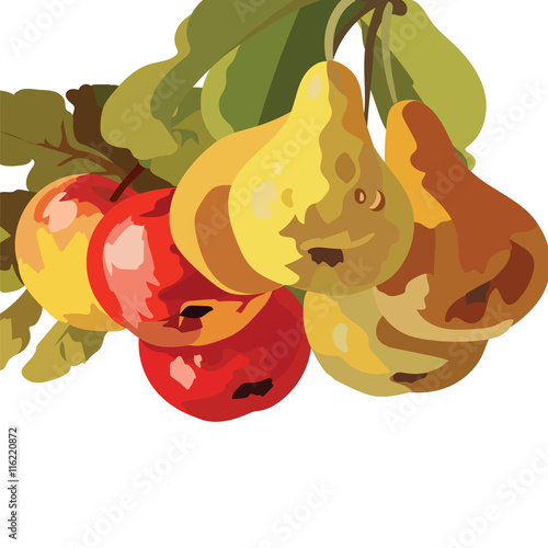 Watercolor Pears and Apple Fruits isolated on white background. Vector