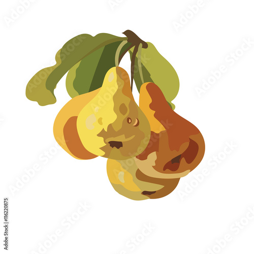 Watercolor Pears Fruits Vector isolated on white