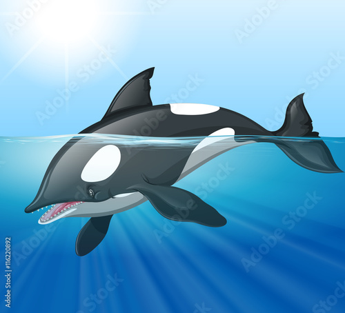 Killer whale swimming in the sea