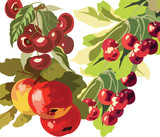 Apple and Cherry fruits Watercolor Vector Illustration