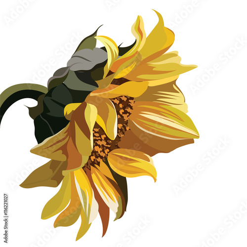 Watercolor Vintage Sunflower isolated on white. Vector flower