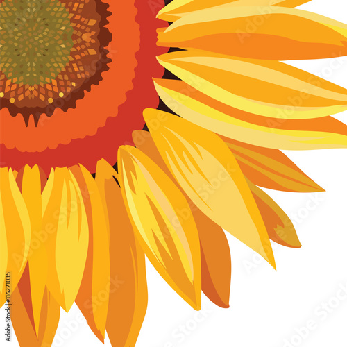 Sunflower isolated on white. Vector flower