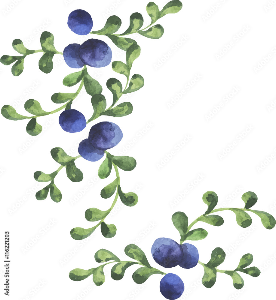 Abstract blueberry branches on white background drawn by watercolor. Hand drawn vector illustration. Abstract blueberry branches on white background drawn by watercolor. Hand drawn vector illustration.