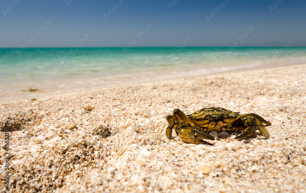 Obraz premium Crab on the beach against the sea