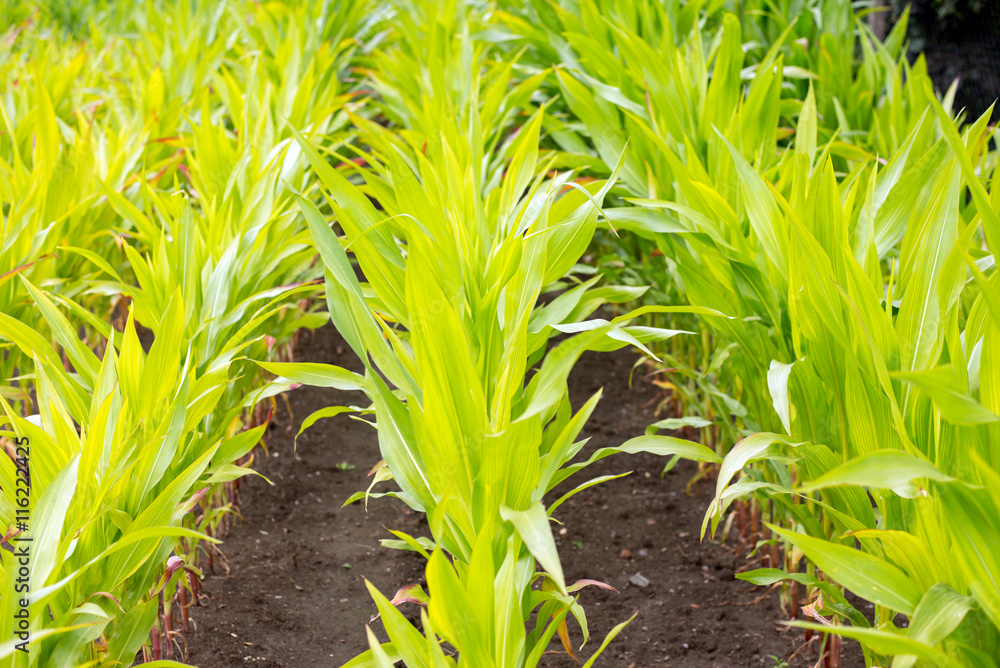 Obraz premium champs de maïs