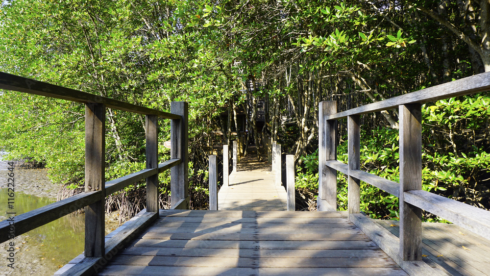 forest mangrove and the bridge walkway forest mangrove and the bridge walkway