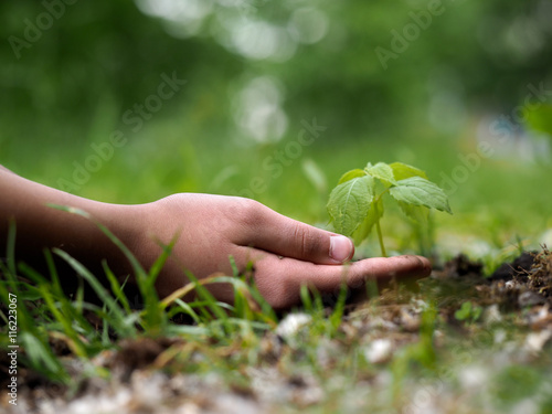 Children's hand and the small, the young sprout with green leaves. Concept - protection of the environment, human interaction and nature, ecology