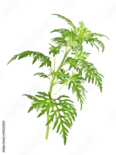 Ragweed plant in allergy season isolated on white background, co