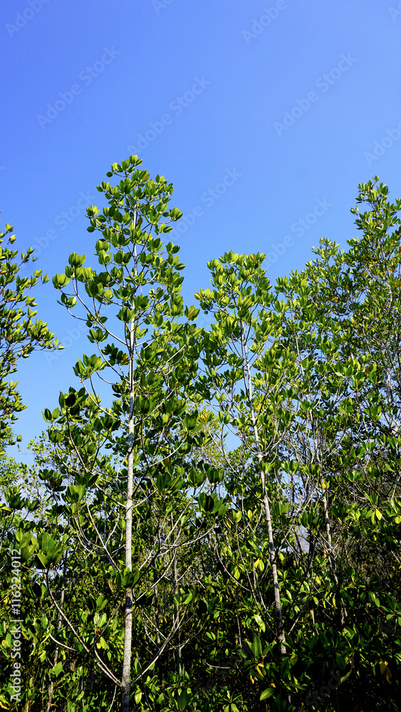 forest mangrove vertical