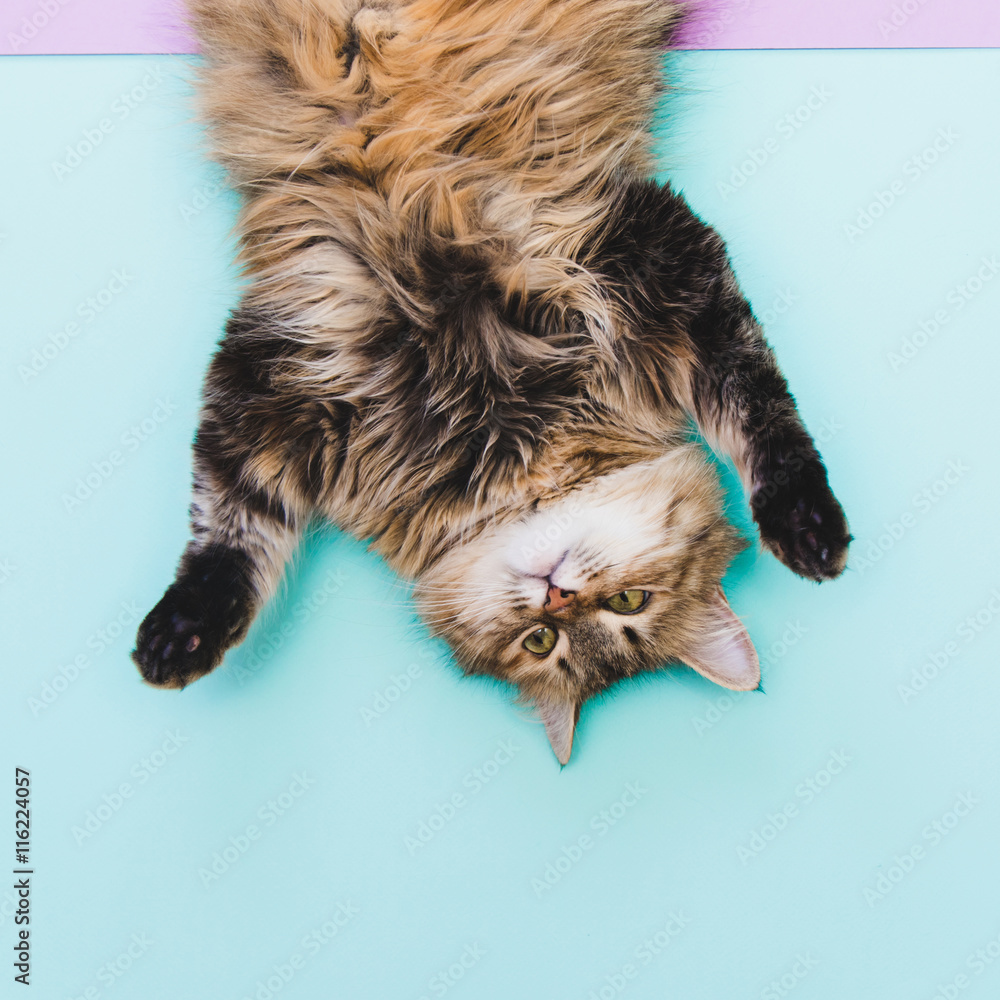 Fototapeta premium Zabawny portret głowy kota na piętach