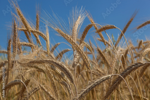 Golden wheat field