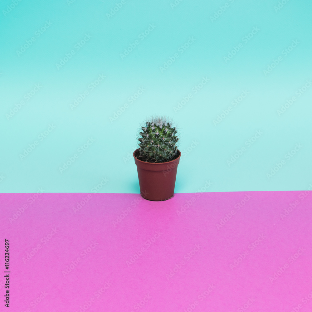 trendy cactus in pink and blue colors trendy cactus in pink and blue colors