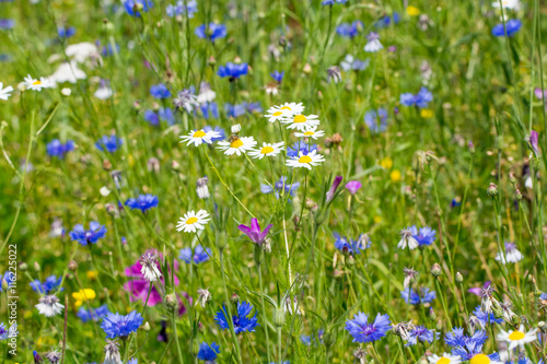 Colorful summer meadow with wild flowers