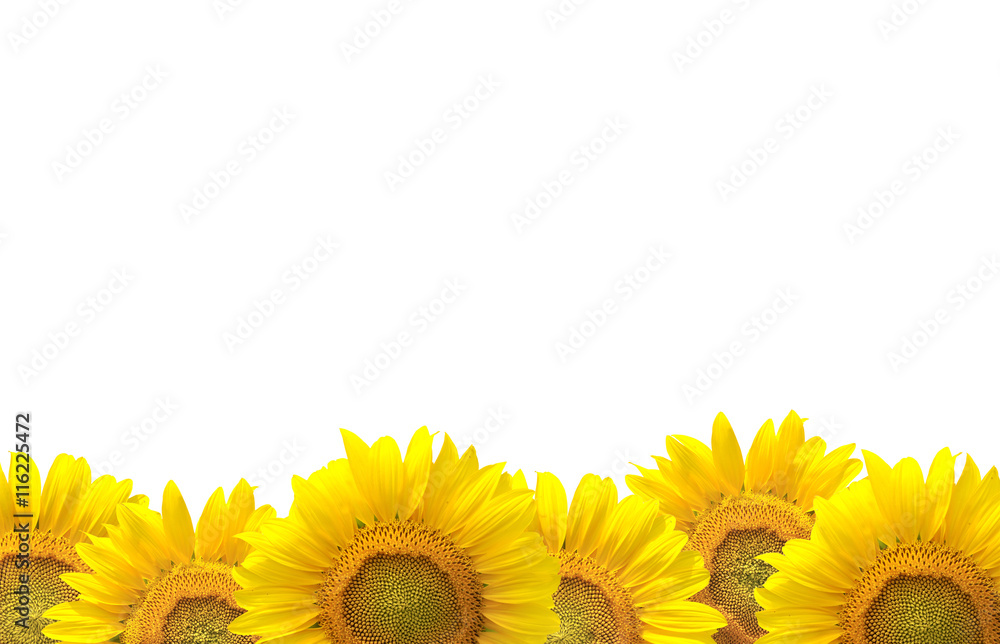 Naklejka premium Sunflower isolated on white background