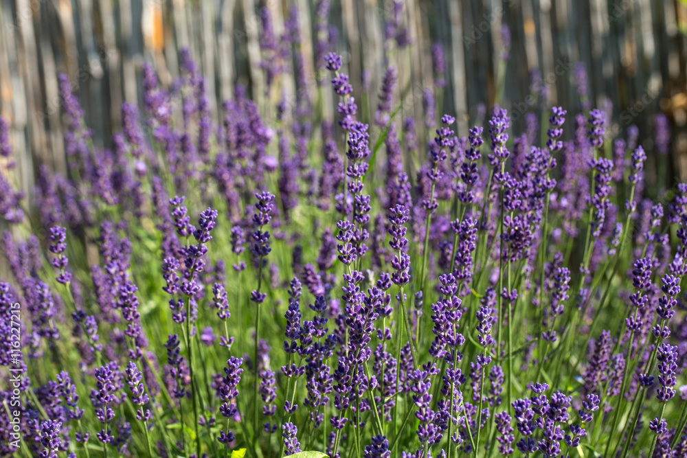 Garden with the flourishing lavender Garden with the flourishing lavender