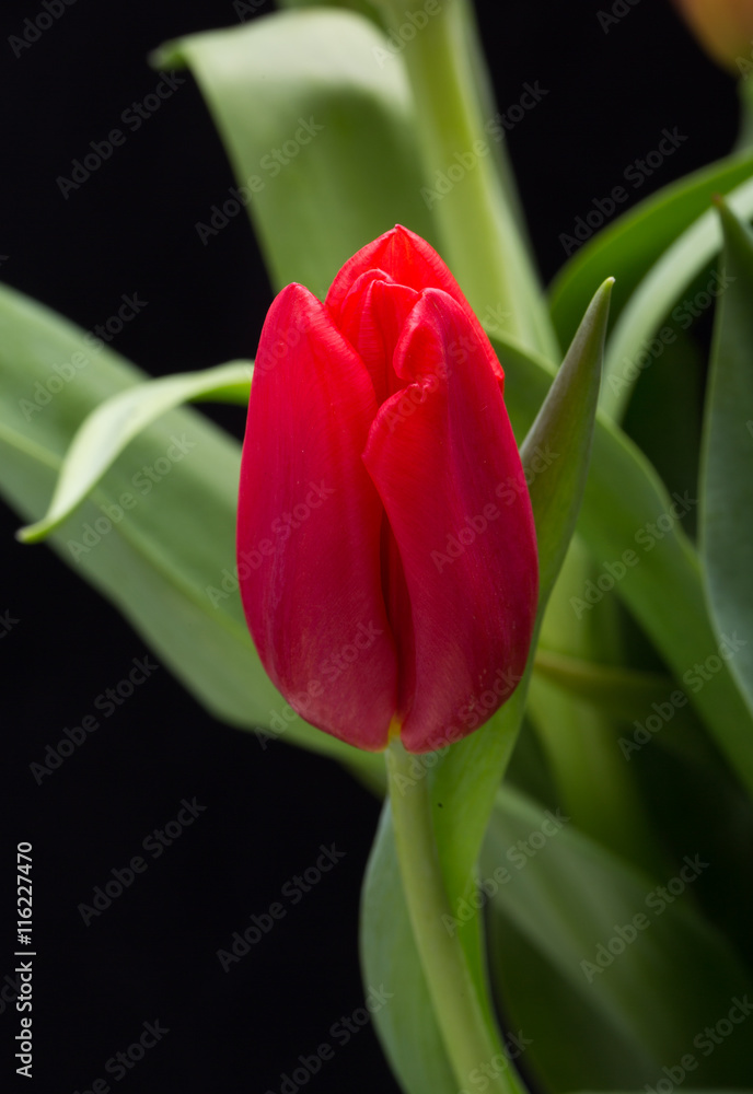 Fototapeta premium colorful bouquet of fresh spring tulip flowers
