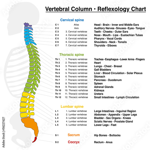 Vertebral column reflexology chart with accurate description of the corresponding internal organs and body parts, and with names and numbers of the vertebras.