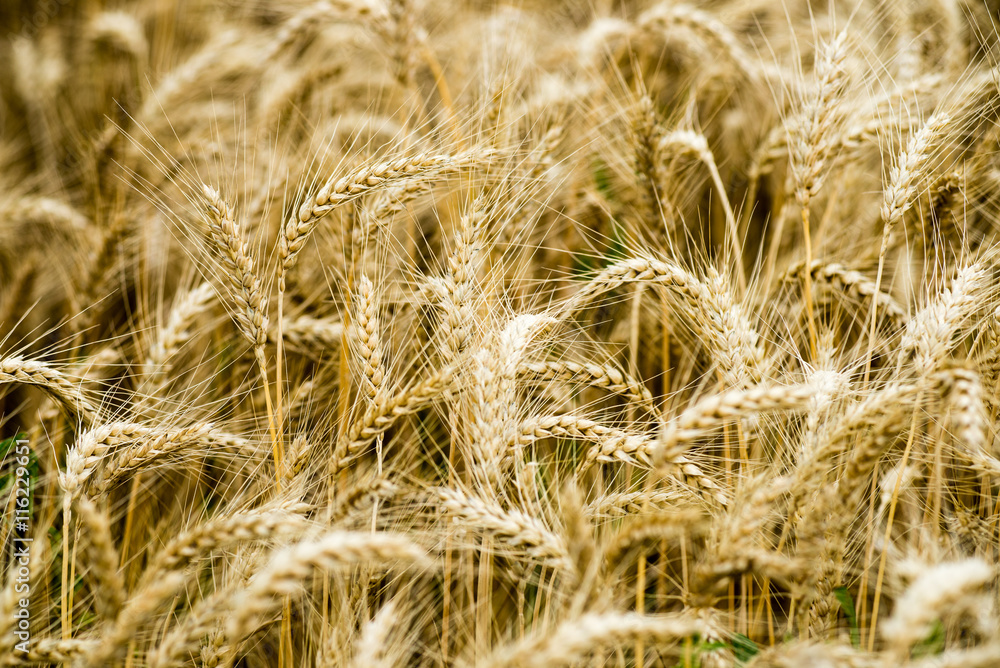 Fototapeta premium Yellow wheat field close up macro photograph
