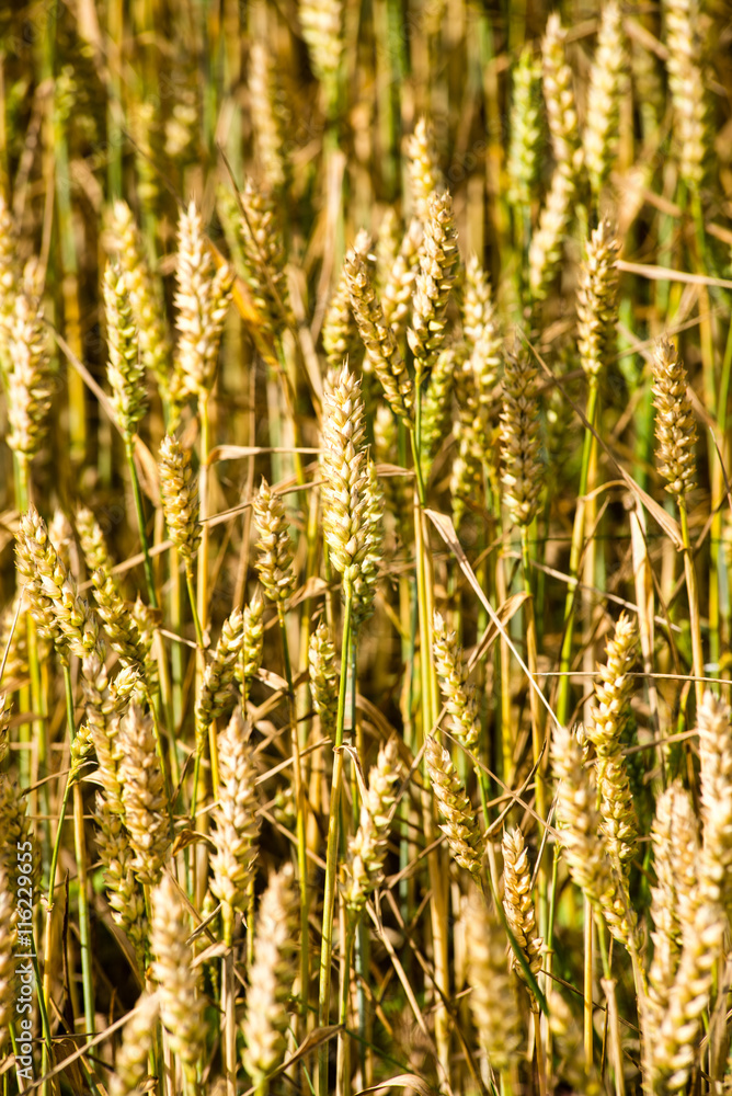 Yellow wheat field close up macro photograph