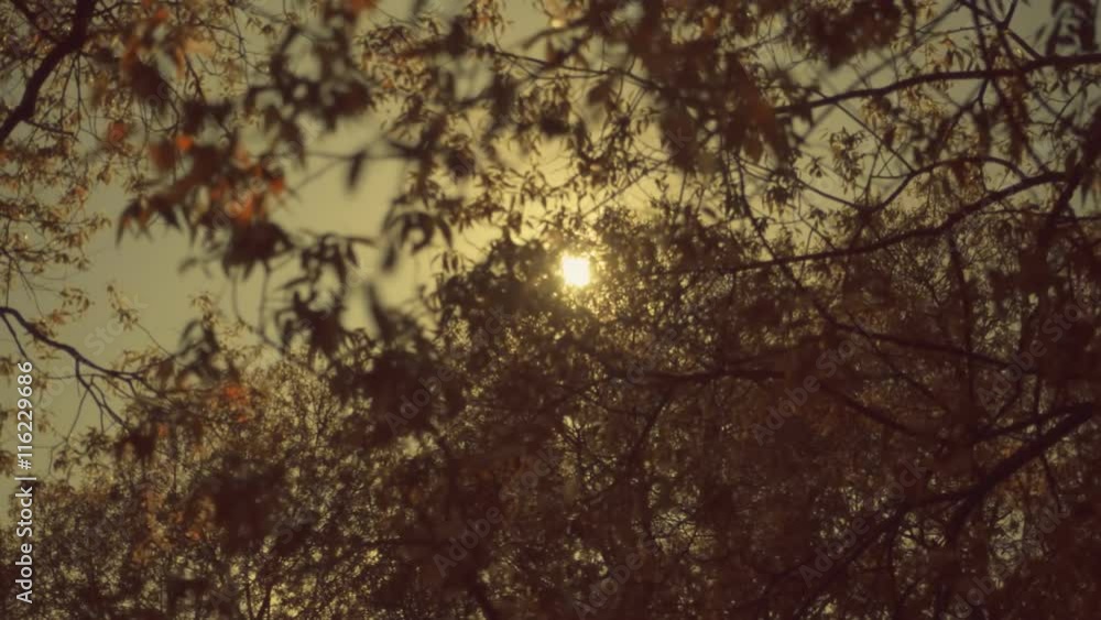 The sun in the sky shining through the foliage on a tree branch. Shot in motion The sun in the sky shining through the foliage on a tree branch. Shot in motion