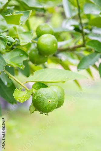 Wallpaper Mural Fresh lime with green leaf. Torontodigital.ca