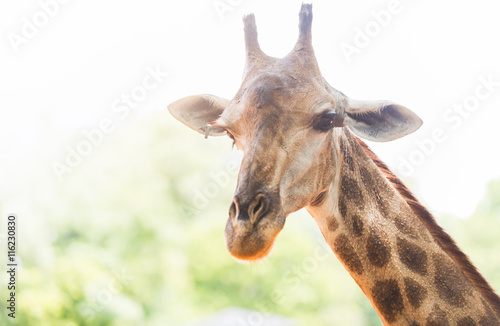 Fototapeta Naklejka Na Ścianę i Meble -  Head of giraffe