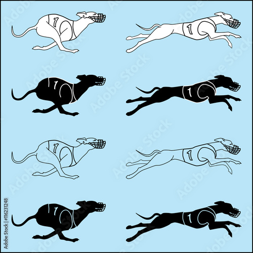 Vector set of silhouettes running dog whippet breed, in dog racing or coursing dress