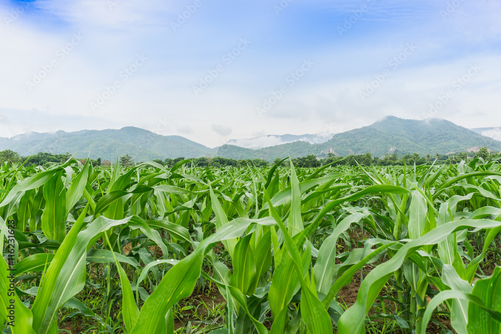 Green corn field in agricultural garden beside mountain Green corn field in agricultural garden beside mountain