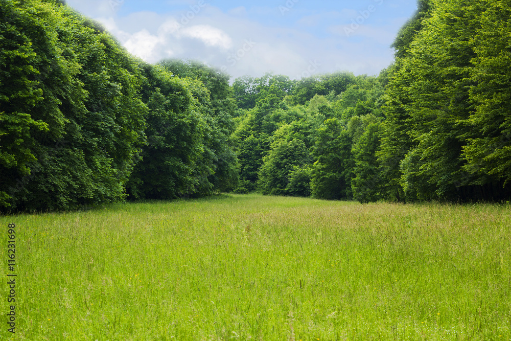 Glade in summer pine forest. Fir trees summer glade under cloudy blue sky. Idyllic landscape Glade in summer pine forest. Fir trees summer glade under cloudy blue sky. Idyllic landscape