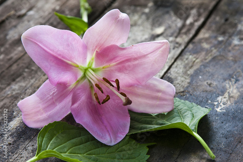 natural lily on old wood