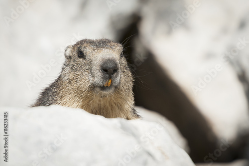 Portrait d'une marmotte