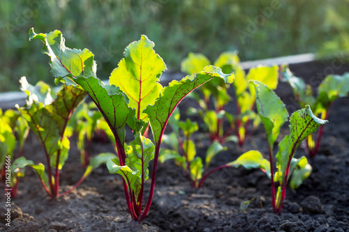 Εκτύπωση καμβά Young green beetroot plans on a path in the vegetable garden