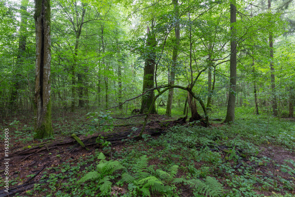 Obraz premium Natural deciduous stand of Bialowieza Forest