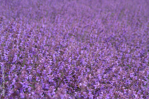 Lavendel - Lavandula angustifolia - Lavendelfeld