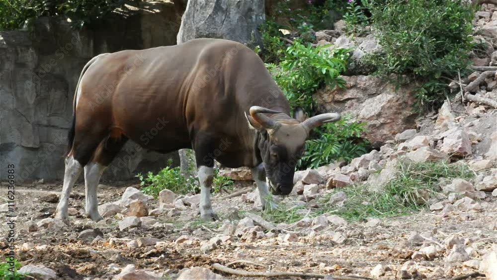 Banteng or Red Bull, male standing and eat grass in the forest, in HD Banteng or Red Bull, male standing and eat grass in the forest, in HD