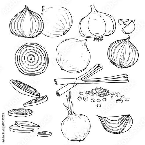 vector onion  set of  hand drawn line art painting illustration