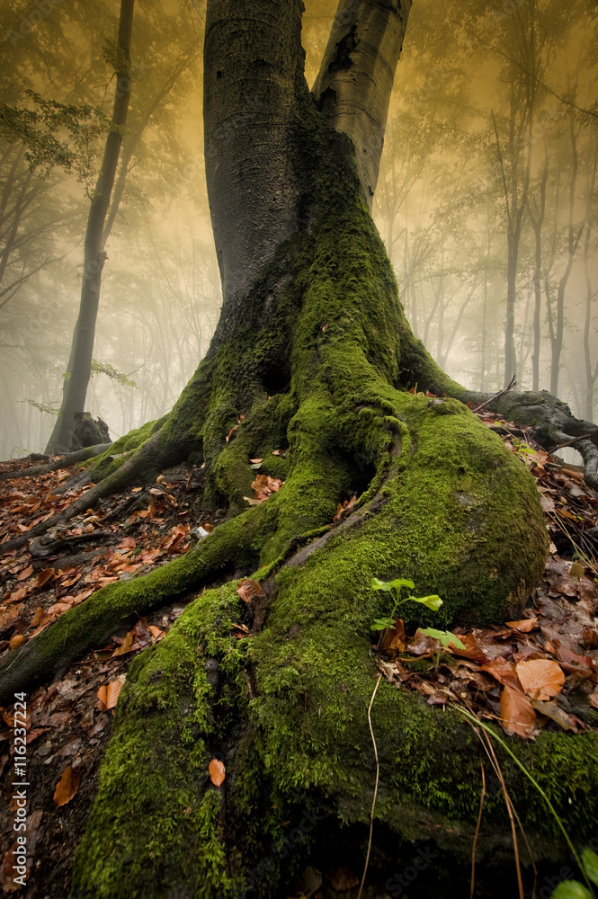 old tree roots in woods