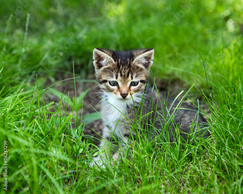 A little kitten curiosity looking at green grass